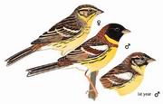 黄胸鹀 Yellow-breasted Bunting