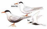 黑腹燕鸥 Black-bellied Tern