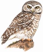 横斑腹小鸮 Spotted Owlet