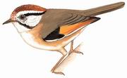 栗头雀鹛 Rufous-winged Fulvetta