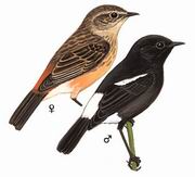 白斑黑石鵖 Pied Bushchat