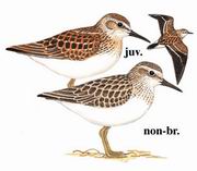 白腰滨鹬 White-Rumped Sandpiper