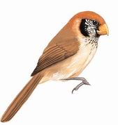 点胸鸦雀 Spot-breasted Parrotbill