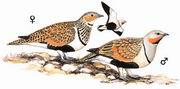 黑腹沙鸡 Black-bellied Sandgrouse