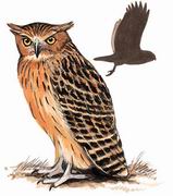 黄腿渔鸮 Tawny Fish Owl