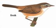 远东苇莺 Manchurian Reed Warbler