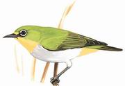 暗绿绣眼鸟 Japanese White-eye