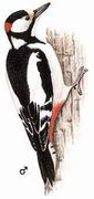 白翅啄木鸟 White-winged Woodpecker
