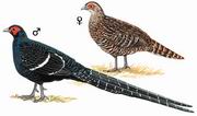 黑长尾雉 Taiwan Long-tailed Pheasant