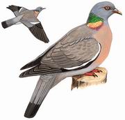 斑尾林鸽 Common Wood Pigeon