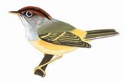 栗头鹟莺 Chestnut-crowned Warbler