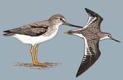 翘嘴鹬 Terek Sandpiper