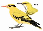 细嘴黄鹂 Slender-billed Oriole