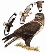 大鵟 Upland Buzzard