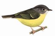 灰脸鹟莺 Grey-cheeked Warbler