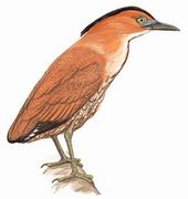 黑冠鳽 Malayan Night Heron