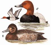 红头潜鸭 Common Pochard