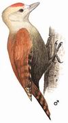 竹啄木鸟 Pale-headed Woodpecker