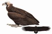 秃鹫 Cinereous Vulture