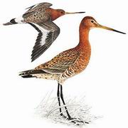 黑尾塍鹬 Black-tailed Godwit