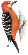 棕腹啄木鸟 Rufous-bellied Woodpecker