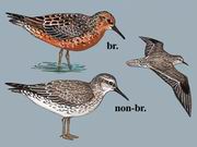 红腹滨鹬 Red Knot