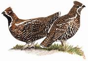 斑尾榛鸡 Chinese Hazel Grouse