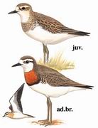 红胸鸻 Caspian Plover