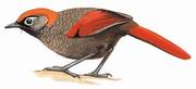 赤尾噪鹛 Red-tailed Laughingthrush