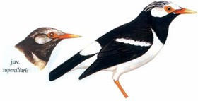 斑椋鸟 Asian Pied Starling