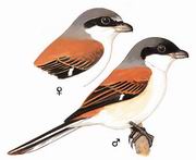 栗背伯劳 Burmese Shrike