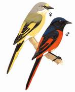 长尾山椒鸟 Long-tailed Minivet