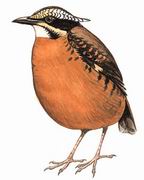 双辫八色鸫 Eared Pitta