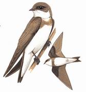 崖沙燕 Sand Martin