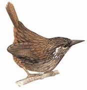 楔头鹩鹛 Wedge-billed Wren Babbler