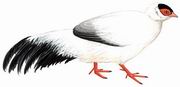 白马鸡 White Eared-Pheasant