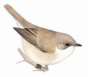 沙白喉林莺 Small Whitethroat