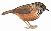 短尾鹪鹛 Streaked Wren-Babbler