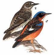 白喉矶鸫 White-throated Rock Thrush