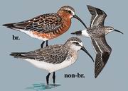 弯嘴滨鹬 Curlew Sandpiper