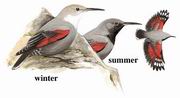 红翅旋壁雀 Wallcreeper