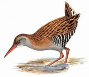 普通秧鸡 Brown-cheeked Rail