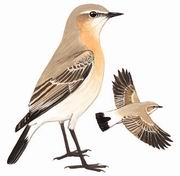 沙鵖 Isabelline Wheatear