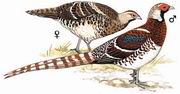 白颈长尾雉 White-necked Long-tailed Pheasant