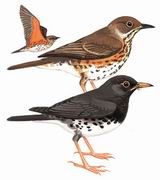 乌灰鸫 Japanese Thrush