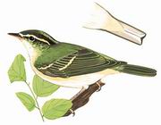 冠纹柳莺 La Touche's Leaf Warbler