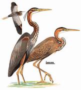 草鹭 Purple Heron