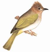 绿翅短脚鹎 Mountain Bulbul