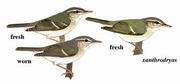 极北柳莺 Arctic Warbler