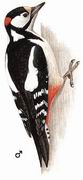 大斑啄木鸟 Great Spotted Woodpecker